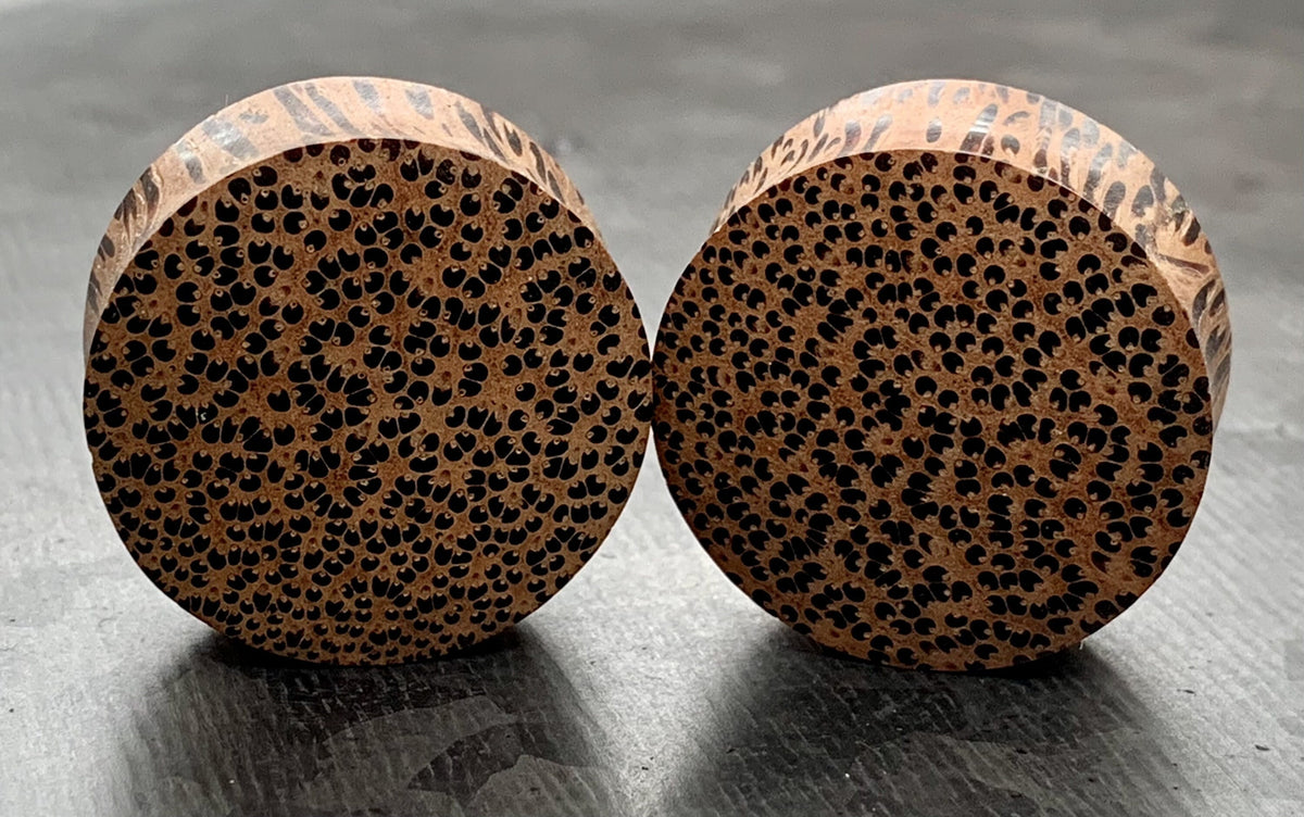 PAIR of Stunning Organic Convex Coconut Wood Plugs - Gauges 8g (3mm) thru 1" (25mm) available!